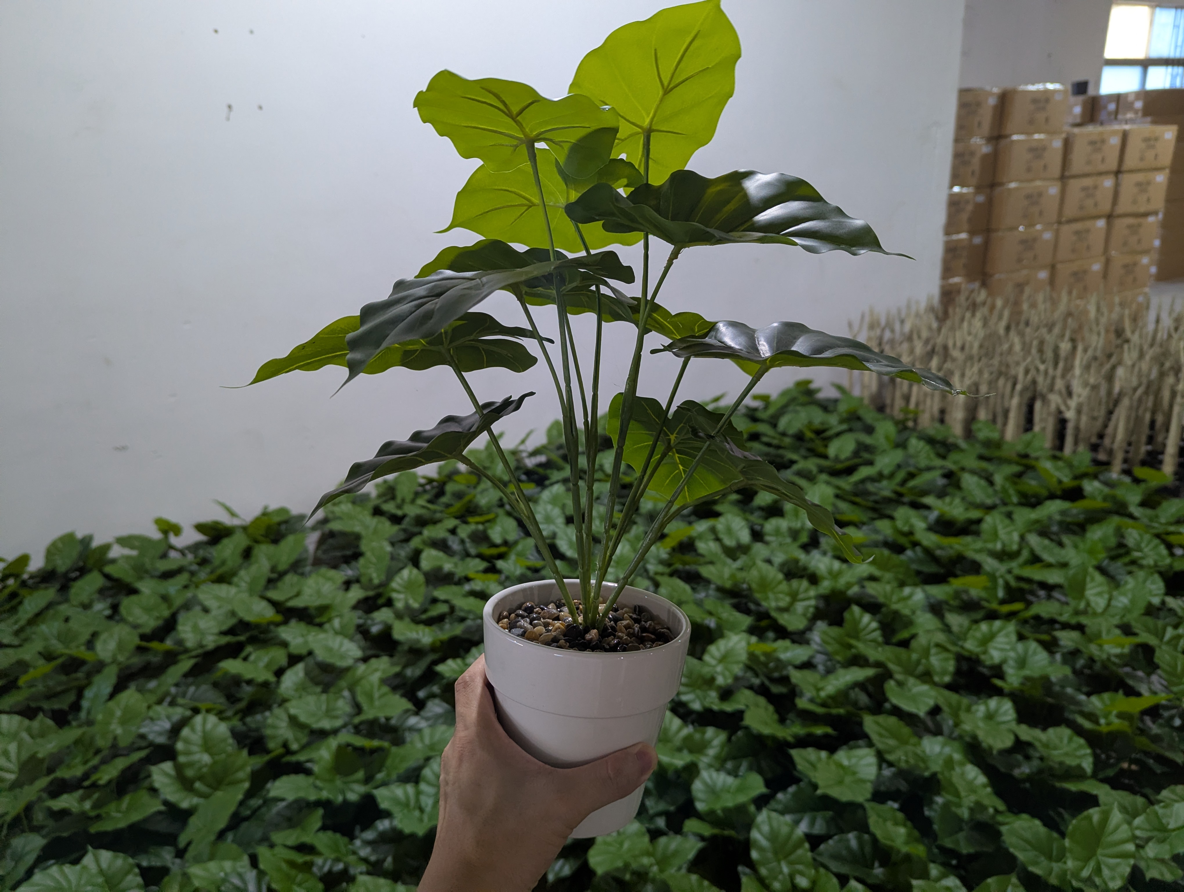 Production Diary #34 | Market Favorites: Showcasing Our Latest Best-Selling Wholesale Small Potted Plants