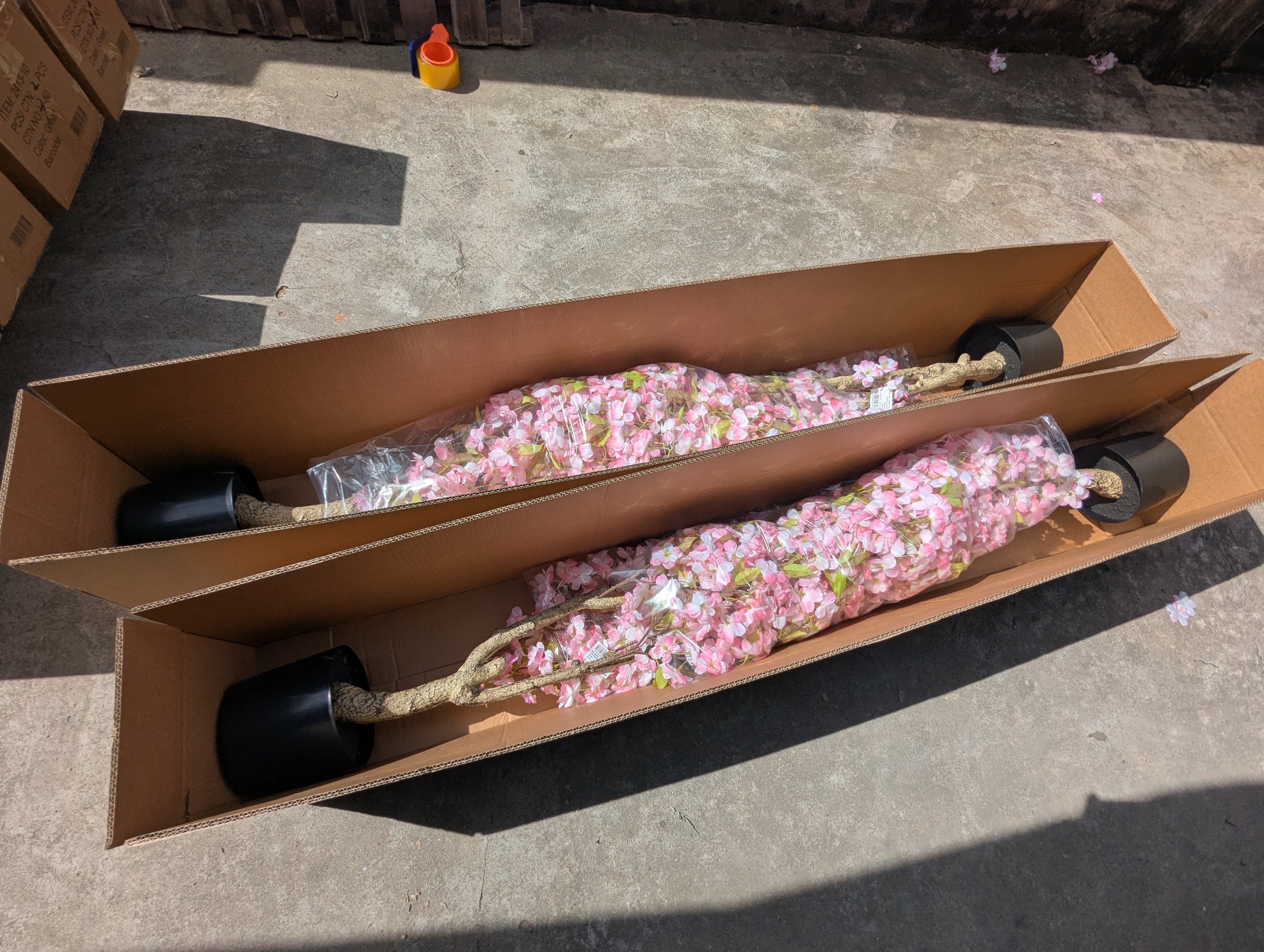 Production Diary #38 | Workshop Journal: Packing a New Client’s Small-Batch Trial Order of Cherry Blossom Trees