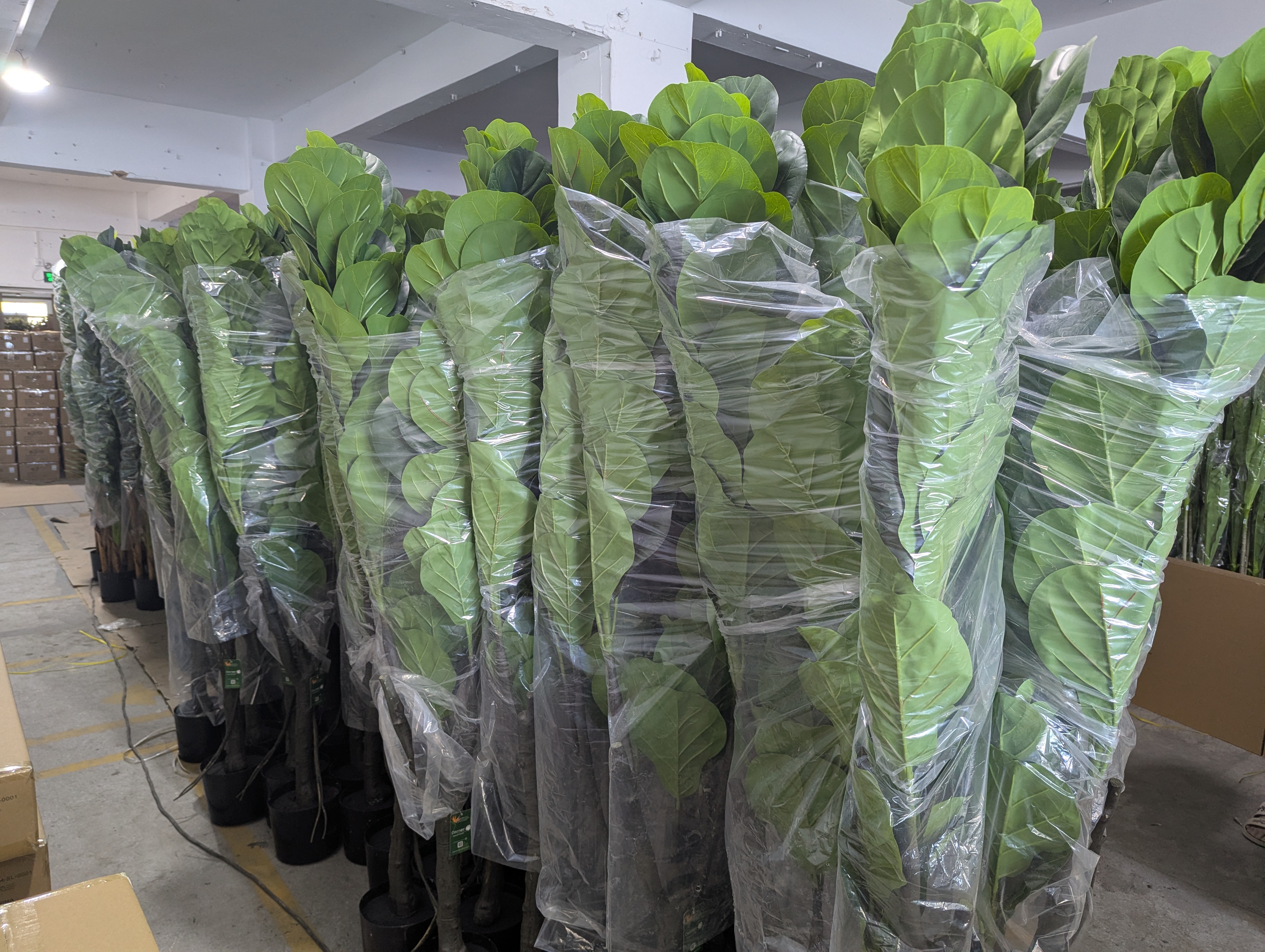 Production Diary #55 | Final Surface Cleaning and Export Boxing for Wholesale Faux Fiddle Leaf Figs