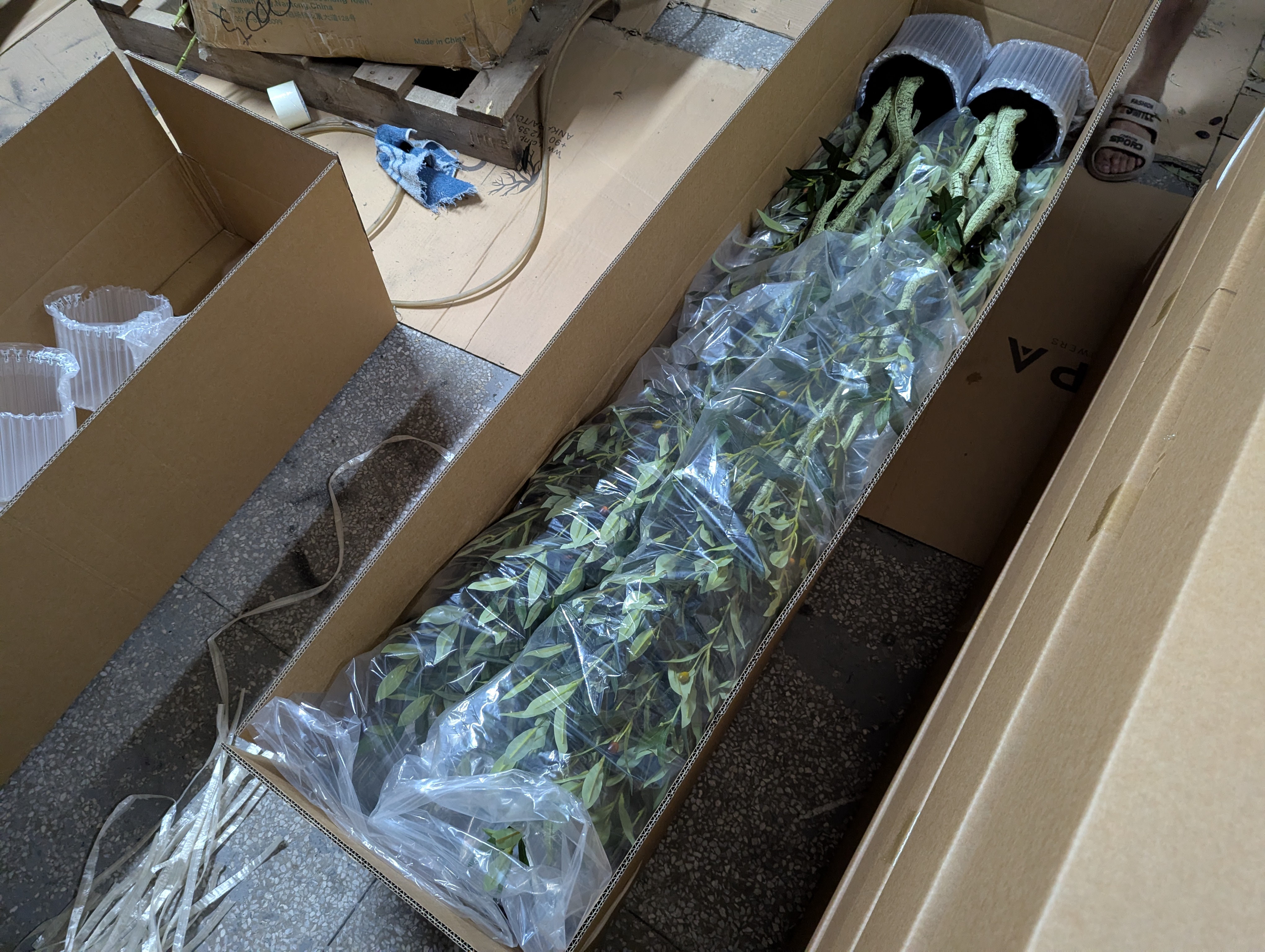 Production Diary #57 | Bulk Olive Tree Packaging Standards and Multi-Pack Export Cartons