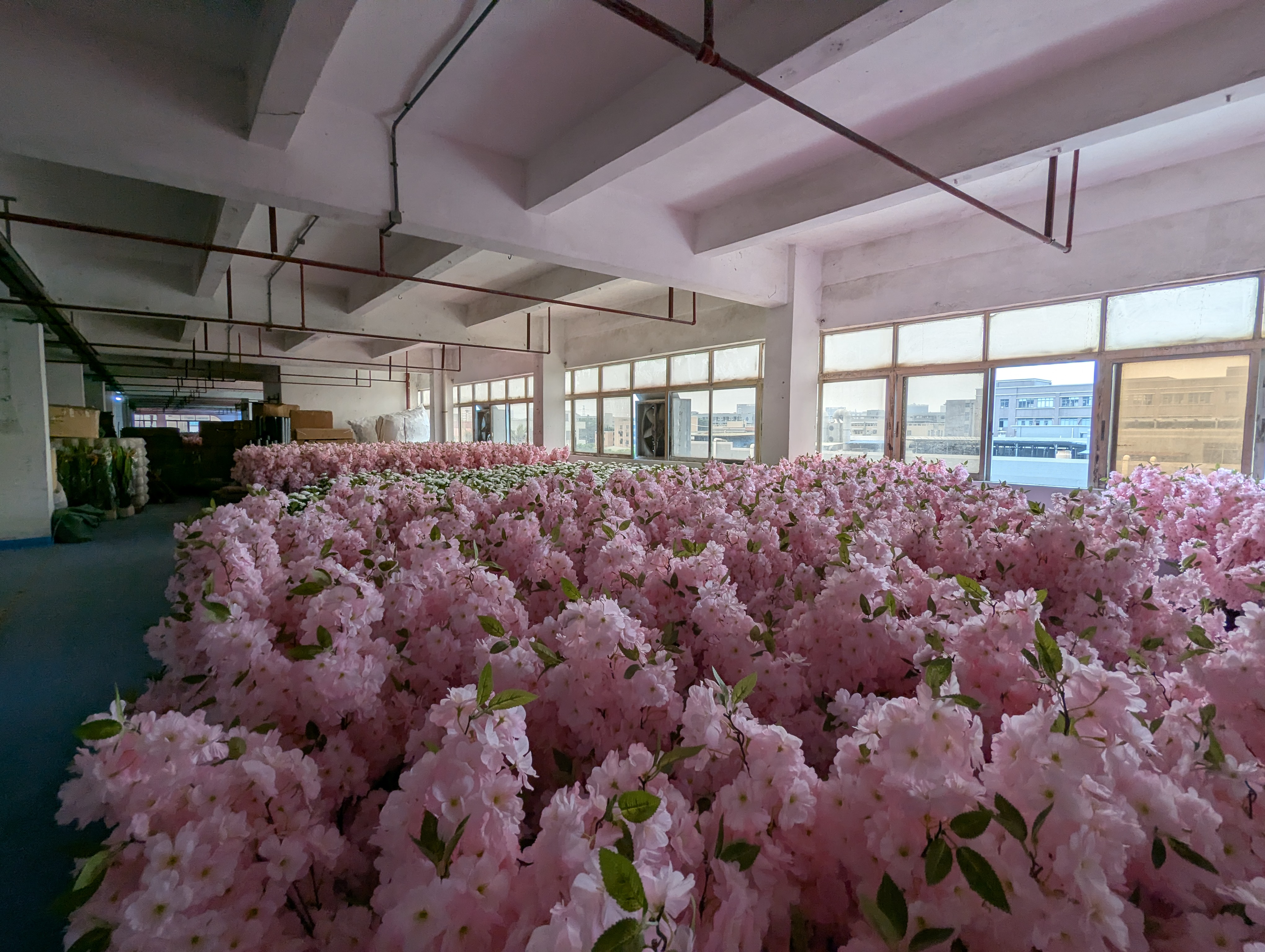 Production Diary #65 | Cherry Blossom and Camellia Production Capacity and Peak Season Schedule