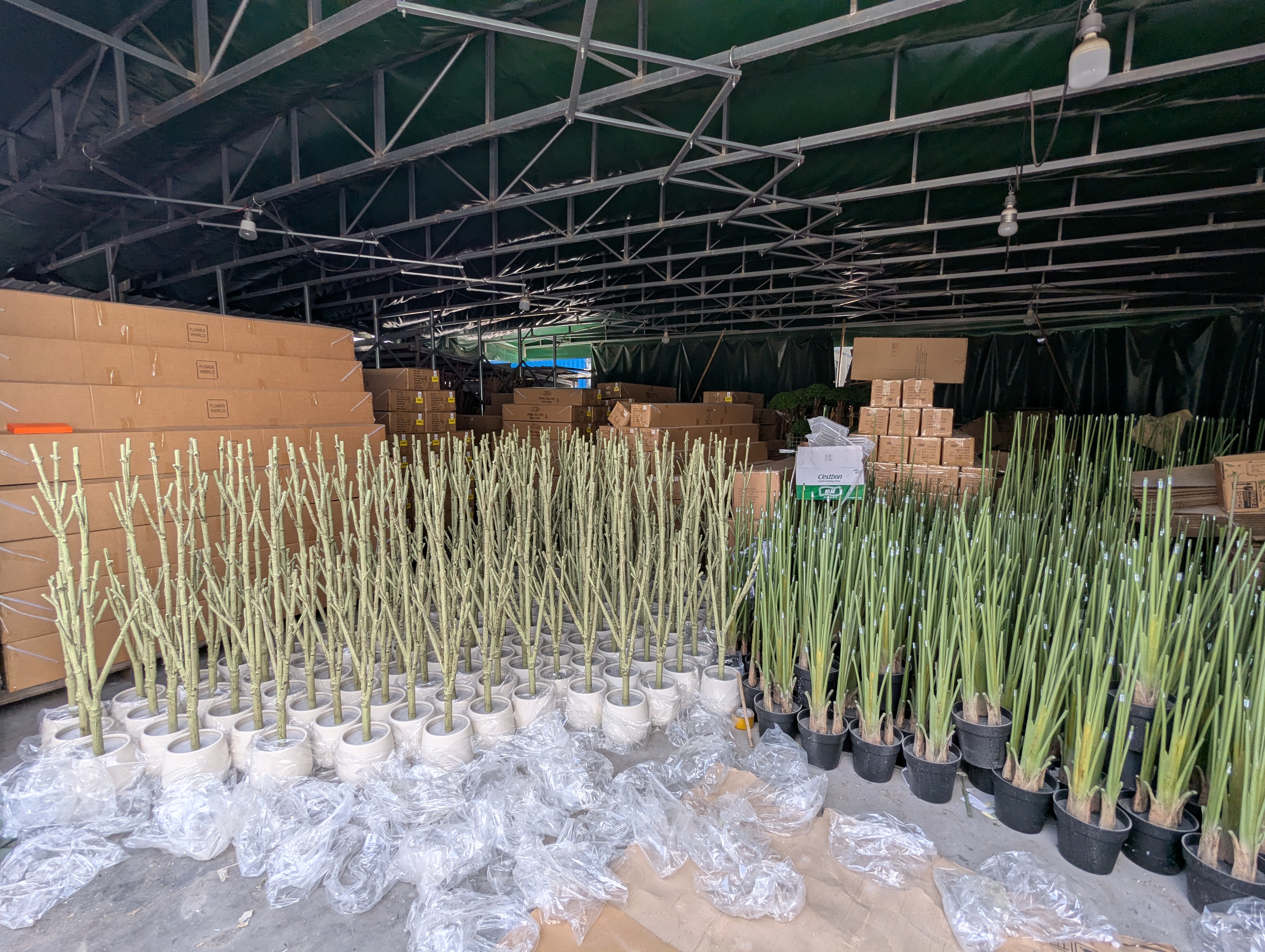 Production Diary #66 | Olive and Traveler Palm Production Stage and Assembly Routine