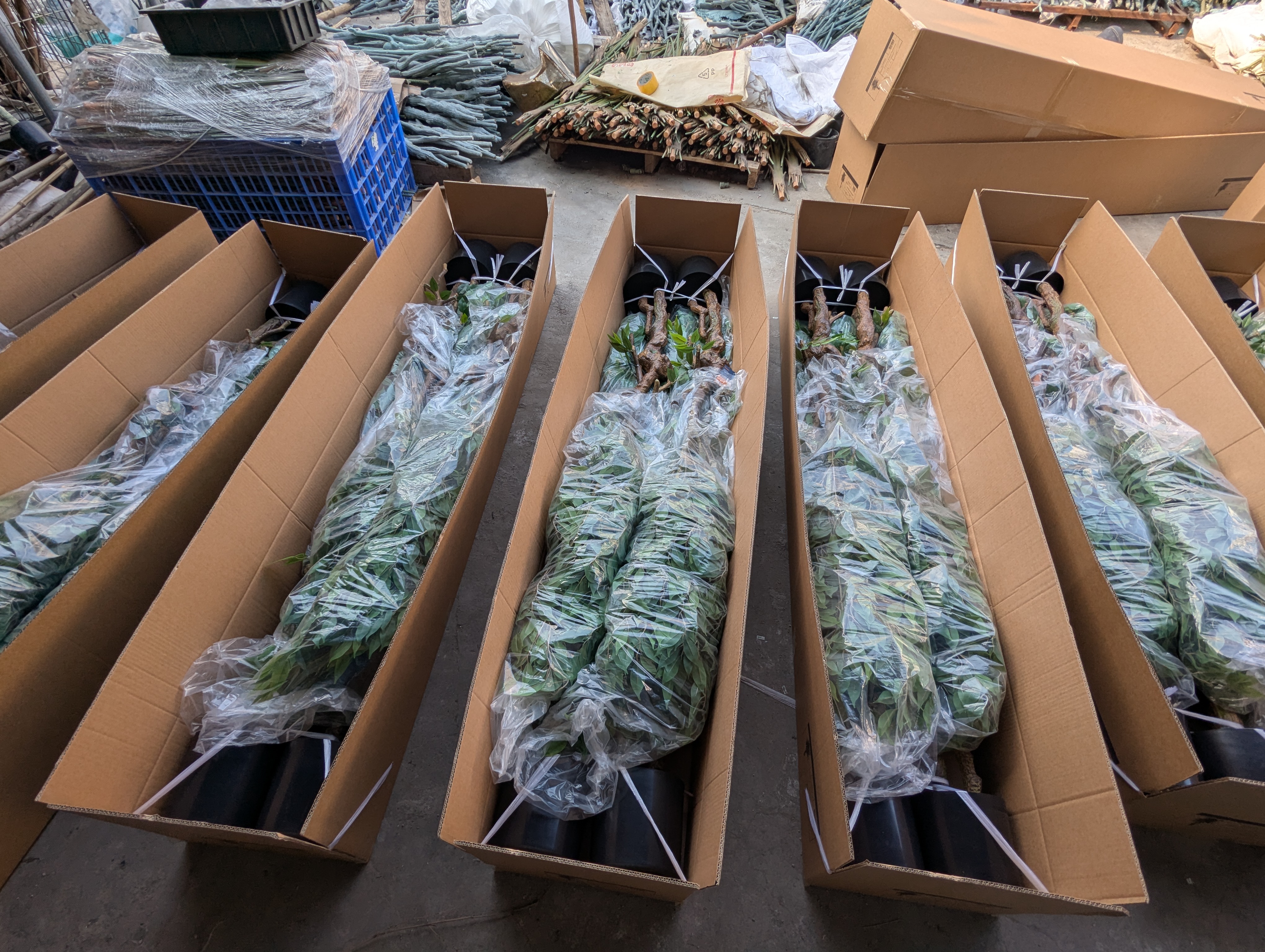 Production Diary #71 | Pack Potted Artificial Ficus Tree Packaging for Export